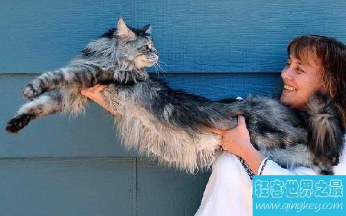 世界上最长的猫，长达1.23米(图)