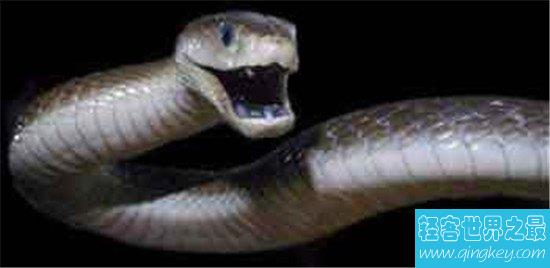 非洲死神黑曼巴蛇，喷射的毒液可以杀死10个成年人