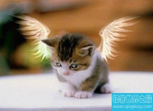 天使猫目击事件经过介绍 一种会飞的带翅膀猫