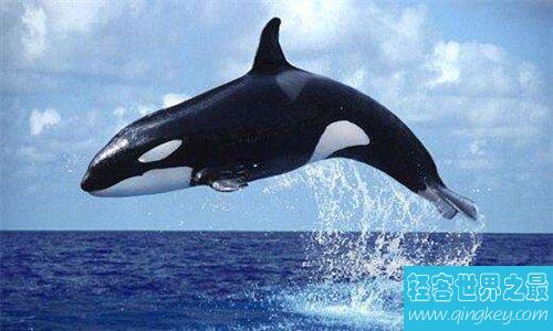 杀人鲸曾杀三人 这是全球第一起鲸鱼杀人事件