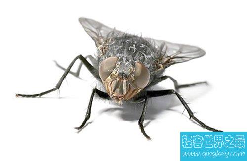 苍蝇的寿命是多长 灭苍蝇最有效的方法