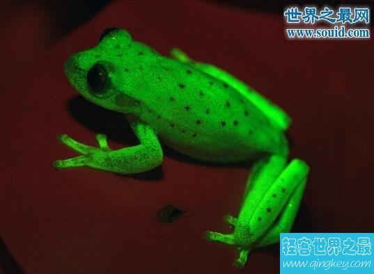 世界上第一种荧光蛙，散发蓝绿色荧光的圆点树蛙