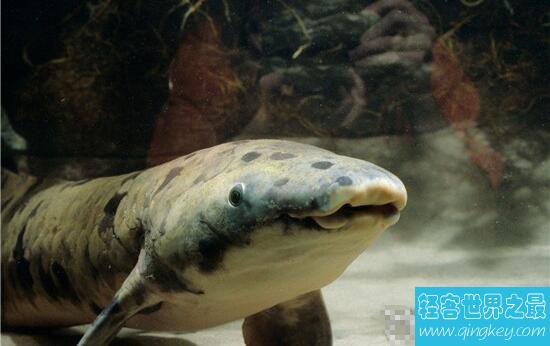 世界最长寿淡水鱼，90岁的肺鱼老爷爷过世