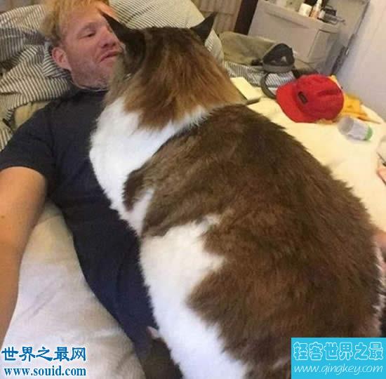 目前世界上最大的猫咪，身长1.22米(重25斤)