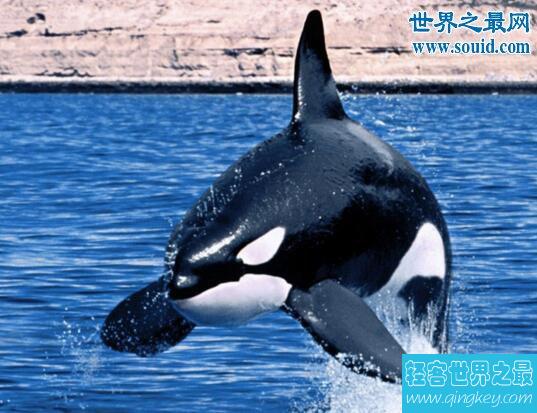 世界上最大的海豚科动物，逆戟鲸(攻击大白鲨海上霸主)
