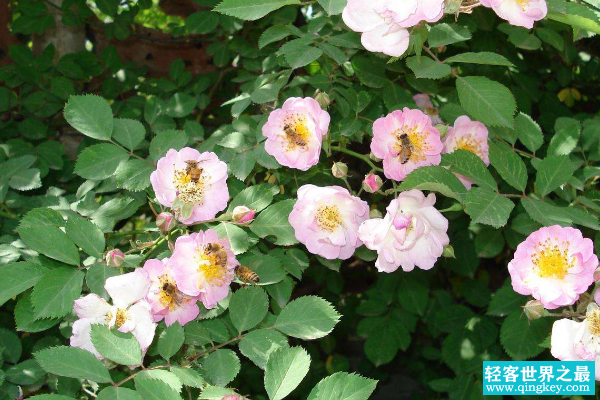 世界上最香的花:荷兰野蔷薇(种上一棵香飘十里)