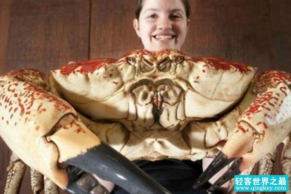 世界上最重的蟹:皇帝蟹(外壳似脸盆大小/最高72斤)