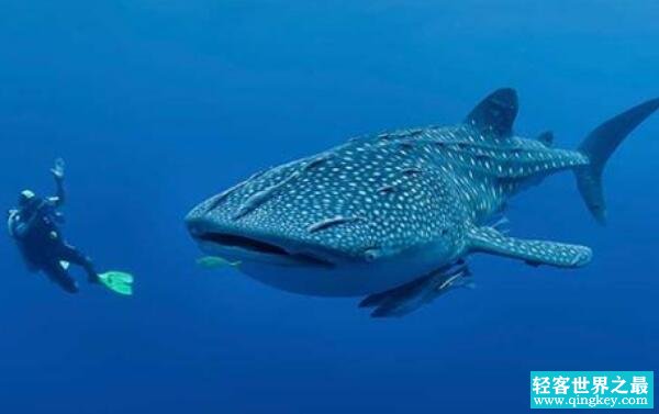 盘点世界上最大的鱼Top4：鲸鲨体长20米（第三在中国）
