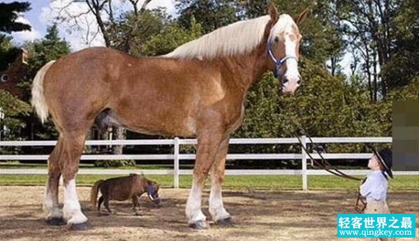 世界上最小的马，法拉贝拉（身高38厘米/比狗都矮）