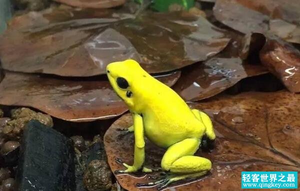 世界上最毒的青蛙，黄金箭毒蛙（三分钟毒死10成年人）