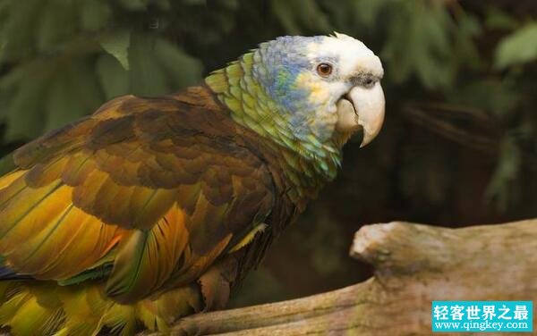世界上寿命最长的鹦鹉，亚马逊鹦鹉（活了104岁才去世）