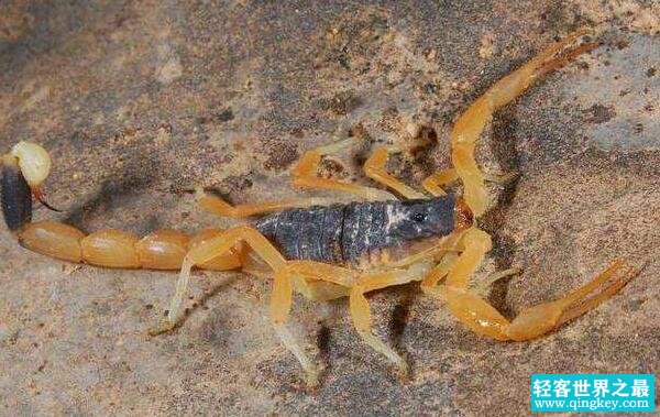 世界上最毒的蝎子，以色列金蝎（易致人死亡/荒漠毒王）