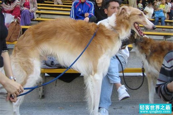 俄罗斯十大名犬 这些狗可以在俄罗斯地区称得上名次