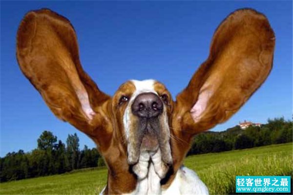 世界上最大的狗耳朵 Jeffries的巴吉度犬（29.2厘米）