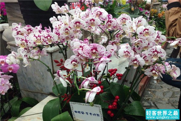世界最臭的花排名 长叶蝴蝶兰颜值超高但味道超重