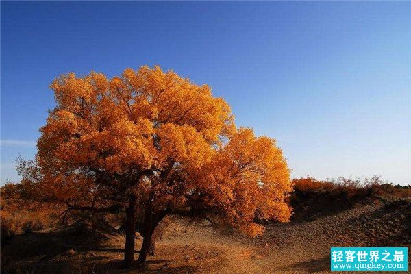 世界上最悲壮的树 胡杨树（用自己生命抵抗沙漠袭击）
