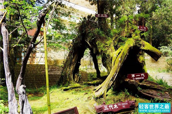 世界上最大的红桧 生长在中国台湾境内（一种特别树种）