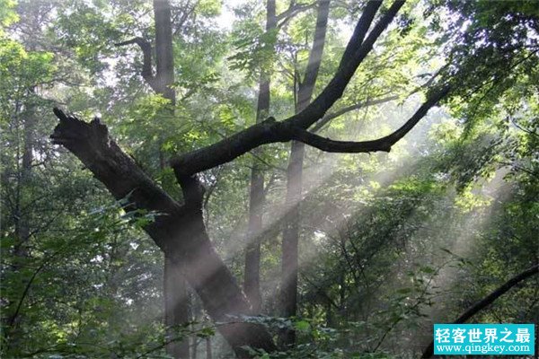 世界上最古老的原始森林 克拉阔克松德（位于温哥华岛）
