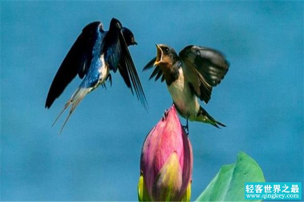 世界上最快的动物 尖尾雨燕（每小时352.5千米）