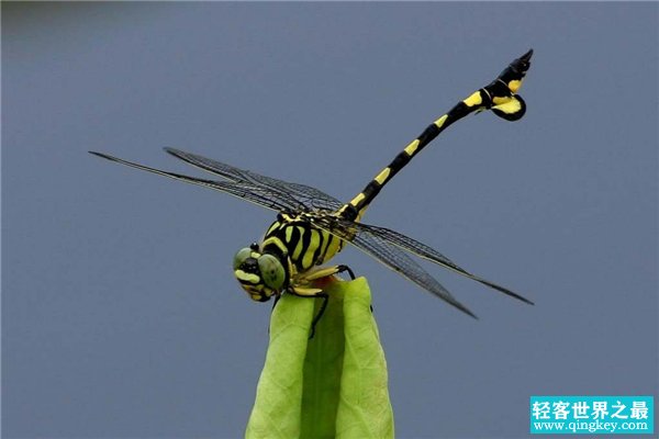 世界上最大的蜻蜓 大蜻蜓（又称马大头现存最大蜻蜓）
