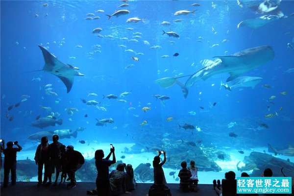 世界上最大的水族馆 乔治亚水族馆（属于美国）