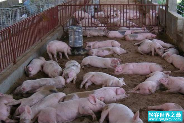世界上哪里猪多?中国，养殖猪3亿多头(食物需求大国)