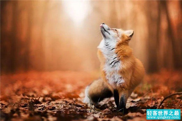 世界上最专情的动物：一生只认一个配偶的狐狸（最痴情）