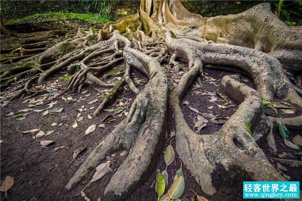 世界上最奇特的根：深扎地底几十米的无花果树（营养高）