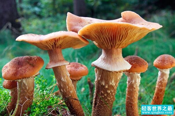 世界上最大的蘑菇：蜂蜜蘑菇，长达5.6公里(森林杀手)