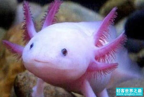 世界上最怪异的动物:墨西哥钝口螈，始终幼虫阶段