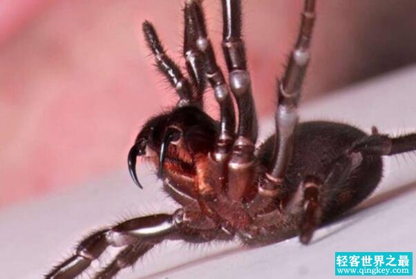 世界上毒性最强的蜘蛛: 悉尼漏斗网蜘蛛，专家都害怕