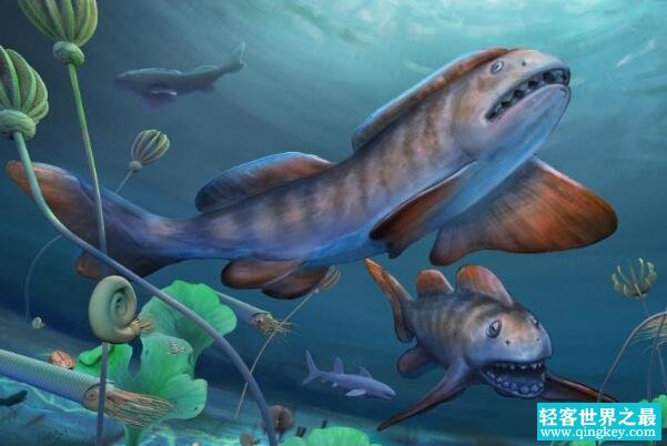 中国首现史前巨鲨：瓣齿鲨化石(距今2.9亿年)