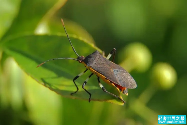 世界排名最毒的昆虫 前三甲分别是谁（跳蚤，舌蝇，接吻虫）