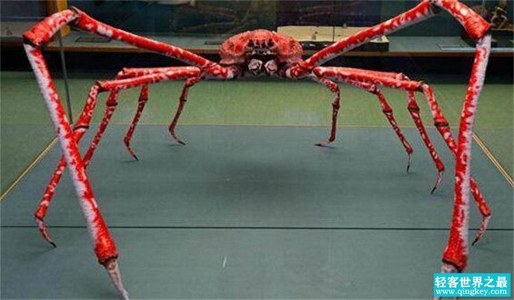 世界上最大的螃蟹  日本四米巨型杀人蟹  英国15米巨蟹