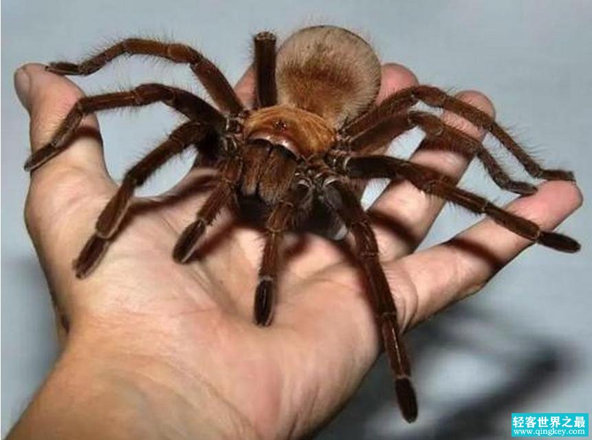 世界上三种最大蜘蛛 亚马逊食鸟蛛（体长30厘米）