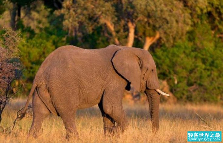 世界上最大的大象 雄性未成年十三吨重（非洲大象）