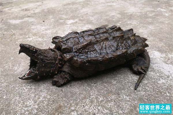 世界上最大的水龟之一 重达150斤几乎灭绝（真鳄龟）