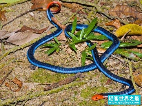 东南亚最神秘莫测的毒蛇十分致命