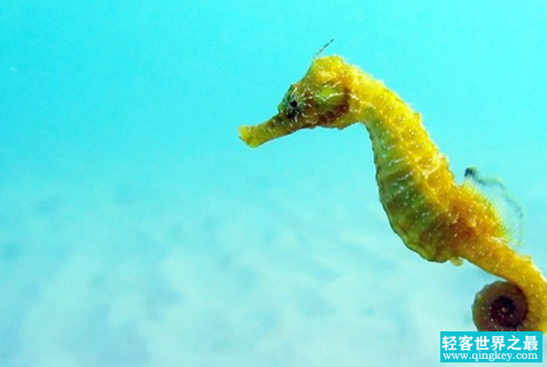 全球10大行动最慢的动物 海星上榜,第一竟是它!