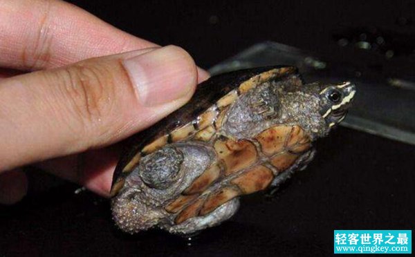 世界上最小的龟：迷你麝香龟不及手掌大（5厘米）