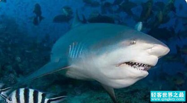 世界十大最恐怖鲨鱼 大白鲨仅第3第1凶猛无比