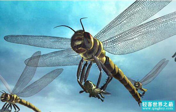石炭纪十大恐怖生物 展开75厘米宽的蜻蜓你见过吗