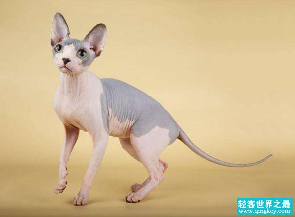 世界十大最丑的猫 第一价格昂贵丑到窒息