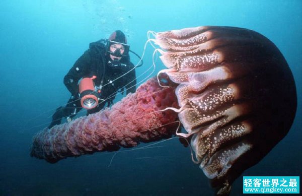 世界上身体最长的动物 北极霞水母伞帽直径超2米长度74米