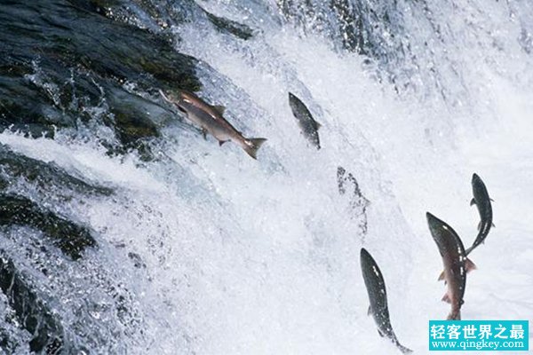 世界上跳的最高的鱼：大西洋鲑，洄游时跳上3.7米的瀑布