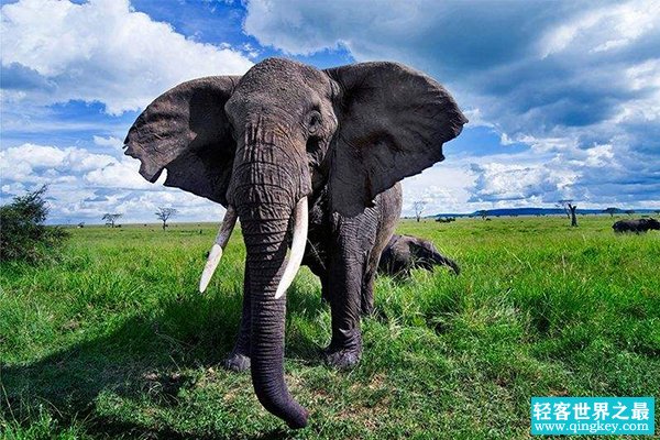 现存陆地上最大的哺乳动物：非洲象(最高达4米/重10吨)