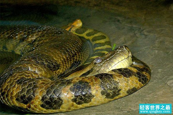 体型最大的蛇类：绿水蚺，吞下2英尺凯门鳄(最长8.45米)