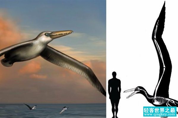 世界上最大的飞鸟：桑氏伪齿鸟，翼展7.3米(可滑翔数公里)