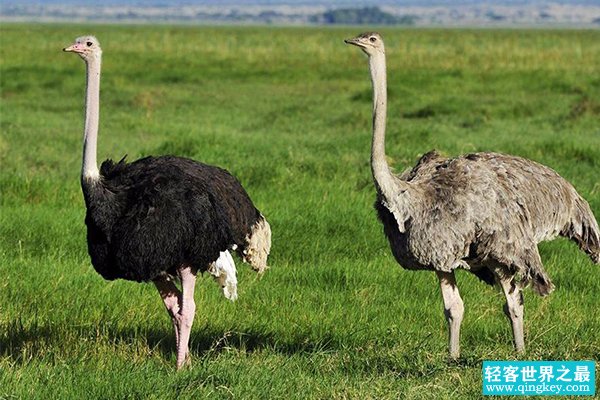 现存最高的鸟类：鸵鸟，脖子和腿占身体的3/4(最高近3米)