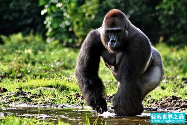 大猩猩最大多少斤?东部低地大猩猩最重可达249.5公斤